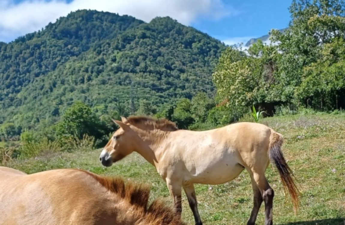 Programación de octubre en el Parque de la Prehistoria de Teverga