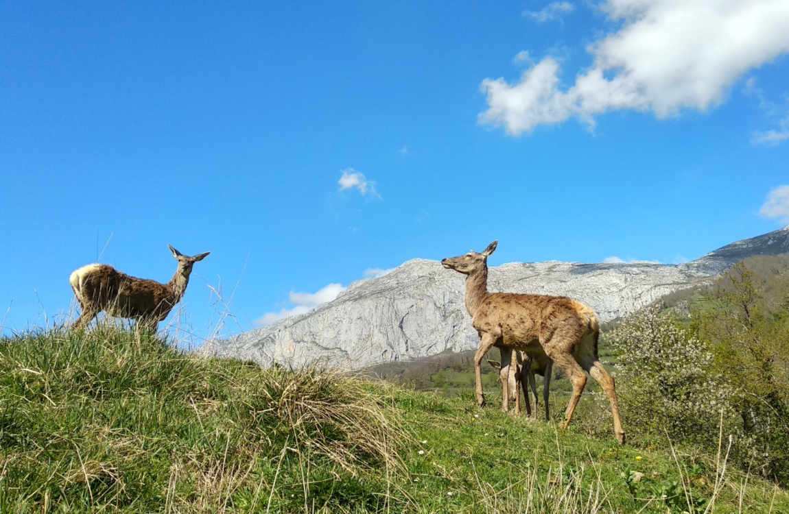 Programación de verano en el Parque de la Prehistoria de Teverga