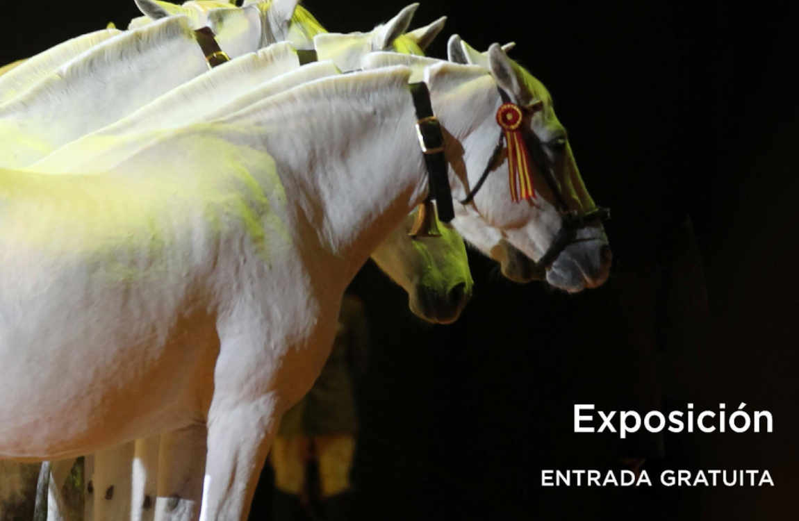 Cría caballar de las fuerzas armadas